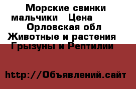 Морские свинки мальчики › Цена ­ 550 - Орловская обл. Животные и растения » Грызуны и Рептилии   